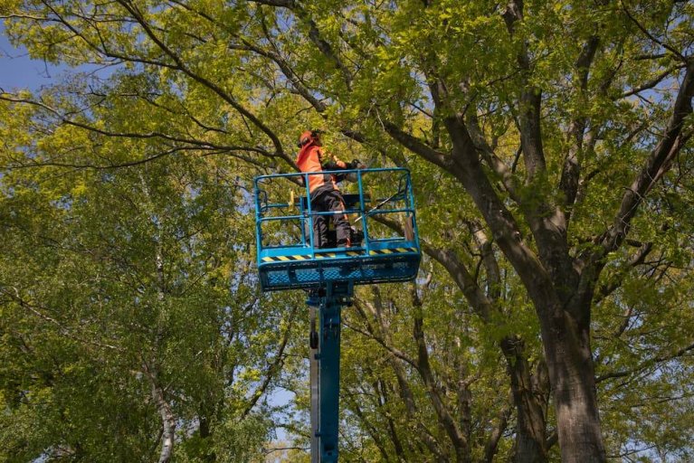 Vanuit een hoogwerker is iemand bezig bomen te snoeien